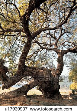 Picture - outdoors, natural 
world, scenic, 
scenery, landscape, 
tree. fotosearch 
- search stock 
photos, pictures, 
images, and photo 
clipart