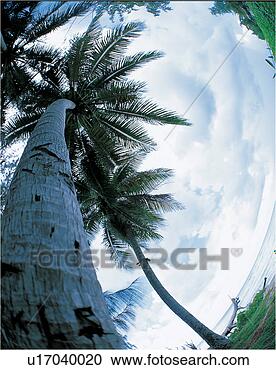 Stock Photography - palm trees, plant, 
tree, trees, plants, 
palm tree, palmetto. 
fotosearch - search 
stock photos, 
pictures, images, 
and photo clipart