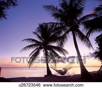 Stock Photo - palm trees, plant, 
tree, trees, plants, 
palm tree, palm. 
fotosearch - search 
stock photos, 
pictures, images, 
and photo clipart