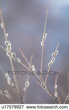 Picture - plant, 35mm, willow, 
branch, tree, 
film. fotosearch 
- search stock 
photos, pictures, 
images, and photo 
clipart