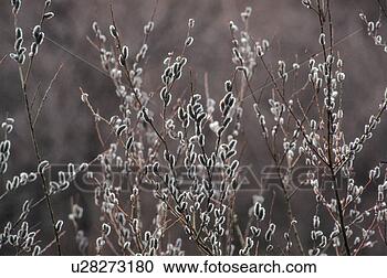 Stock Photography - plant, 35mm, willow, 
branch, tree, 
film. fotosearch 
- search stock 
photos, pictures, 
images, and photo 
clipart