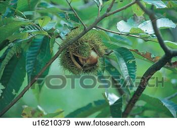 Stock Photograph - plant, branch, 
scenery, autumn, 
season, tree. 
fotosearch - search 
stock photos, 
pictures, images, 
and photo clipart