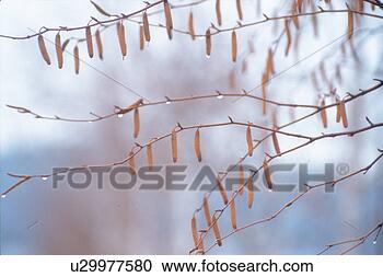 Stock Photography - plant, branch, 
scenery, smog, 
rain, tree. fotosearch 
- search stock 
photos, pictures, 
images, and photo 
clipart