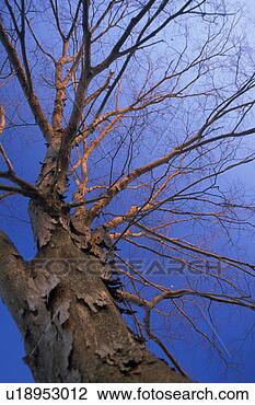 Stock Photo - plant, tree, fall, 
autumn, seasons, 
branch, nature. 
fotosearch - search 
stock photos, 
pictures, images, 
and photo clipart