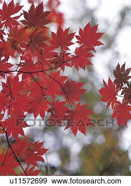 Stock Photograph - scene, autumn, 
scenery, landscape, 
fall, view, maple. 
fotosearch - search 
stock photos, 
pictures, images, 
and photo clipart