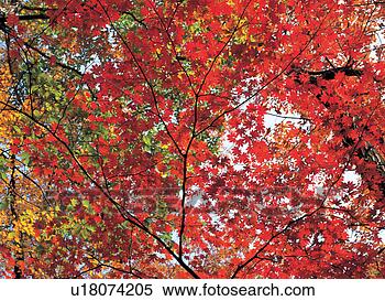 Stock Image - scene, autumn, 
scenery, landscape, 
fall, view, maple. 
fotosearch - search 
stock photos, 
pictures, images, 
and photo clipart