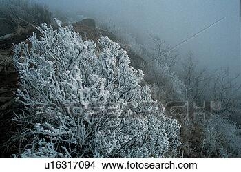 Stock Photo - scene, snow, scenery, 
landscape, tree, 
view, winter. 
fotosearch - search 
stock photos, 
pictures, images, 
and photo clipart