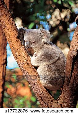 Stock Photo - scenery, branch, 
landscape, natural 
world, nature, 
scenic, mammal. 
fotosearch - search 
stock photos, 
pictures, images, 
and photo clipart