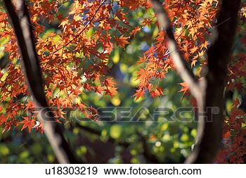 Stock Photograph - scenery, leaf, 
autumn, seasons, 
fall, landscape, 
plant. fotosearch 
- search stock 
photos, pictures, 
images, and photo 
clipart