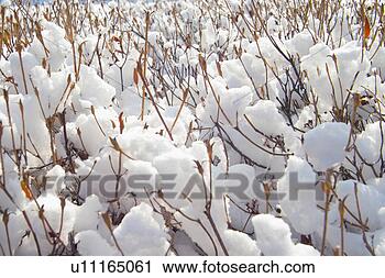 Stock Photography - scenery, snow, 
snowscape, winter, 
mountain, scene, 
tree. fotosearch 
- search stock 
photos, pictures, 
images, and photo 
clipart