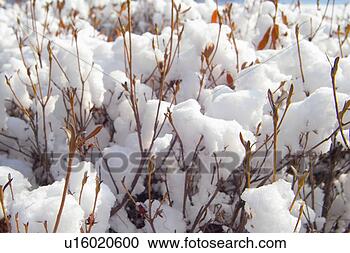 Stock Photography - scenery, snow, 
snowscape, winter, 
mountain, scene, 
tree. fotosearch 
- search stock 
photos, pictures, 
images, and photo 
clipart