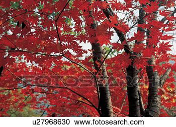 Stock Photography - season, leaves, 
red, maple, tree, 
autumn, plant. 
fotosearch - search 
stock photos, 
pictures, images, 
and photo clipart