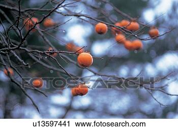 Stock Photography - season, tree, 
snow, branch, 
persimmon, autumn, 
plant. fotosearch 
- search stock 
photos, pictures, 
images, and photo 
clipart