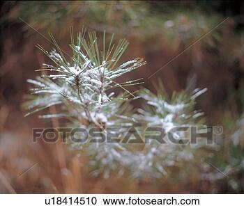 Stock Photography - snow, tree, branch, 
needles, pine, 
season, plant. 
fotosearch - search 
stock photos, 
pictures, images, 
and photo clipart
