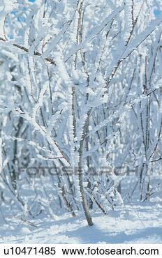 Stock Image - snowscape, snow, 
natural phenomenon, 
winter, mountain, 
scenery, tree. 
fotosearch - search 
stock photos, 
pictures, images, 
and photo clipart