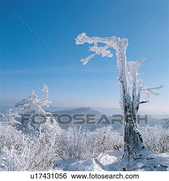 Stock Photo - snowscape, snow, 
natural phenomenon, 
winter, mountain, 
scenery, tree. 
fotosearch - search 
stock photos, 
pictures, images, 
and photo clipart