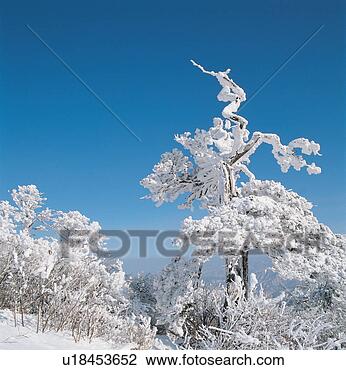 Stock Photo - snowscape, snow, 
natural phenomenon, 
winter, mountain, 
scenery, tree. 
fotosearch - search 
stock photos, 
pictures, images, 
and photo clipart