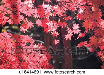 Stock Photography - tree, autumnal 
tints, maple leaves, 
red, fall foliage, 
leaf. fotosearch 
- search stock 
photos, pictures, 
images, and photo 
clipart