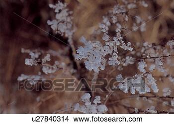 Stock Photo - tree, branch, 
trees, plants, 
plant, frost. 
fotosearch - search 
stock photos, 
pictures, images, 
and photo clipart