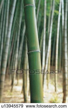 Stock Photograph - tree, forest, 
trees, plants, 
plant, background. 
fotosearch - search 
stock photos, 
pictures, images, 
and photo clipart