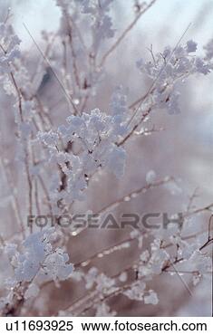 Stock Image - tree, frost, trees, 
plants, plant, 
branch. fotosearch 
- search stock 
photos, pictures, 
images, and photo 
clipart