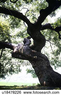 Stock Photo - tree, landscape, 
spring, season, 
scene, closeup, 
nature. fotosearch 
- search stock 
photos, pictures, 
images, and photo 
clipart