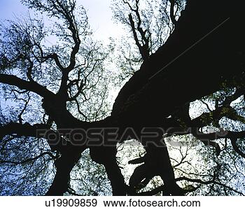 Stock Photograph - tree, landscape, 
spring, season, 
scene, closeup, 
nature. fotosearch 
- search stock 
photos, pictures, 
images, and photo 
clipart