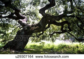 Stock Photo - tree, landscape, 
spring, season, 
scene, grass, 
nature. fotosearch 
- search stock 
photos, pictures, 
images, and photo 
clipart