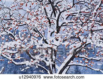 Stock Photo - tree, scenery, 
winter, season, 
landscape, snow, 
nature. fotosearch 
- search stock 
photos, pictures, 
images, and photo 
clipart