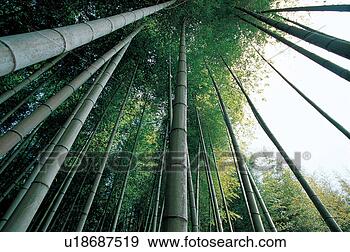 Stock Photograph - trees, sky, plants, 
plant, forest, 
background. fotosearch 
- search stock 
photos, pictures, 
images, and photo 
clipart