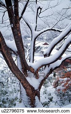 Stock Image - trees, tree, plants, 
plant, winter, 
tree, snow. fotosearch 
- search stock 
photos, pictures, 
images, and photo 
clipart