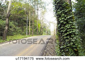 Stock Image - view, greenery, 
scene, scenery, 
landscape, tree. 
fotosearch - search 
stock photos, 
pictures, images, 
and photo clipart