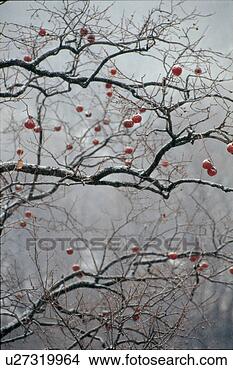 Stock Photo - winter, tree, 
season, snow, 
branch, smog, 
plant. fotosearch 
- search stock 
photos, pictures, 
images, and photo 
clipart