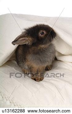 Stock Photo - cute, animal, 
domestic animal, 
lionhead, rabbit, 
sitting, pet. 
fotosearch - search 
stock photos, 
pictures, images, 
and photo clipart