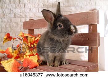 Picture - cute, animal, 
domestic animal, 
lionhead, rabbit, 
sitting, pet. 
fotosearch - search 
stock photos, 
pictures, images, 
and photo clipart