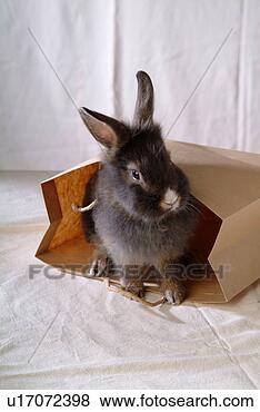 Stock Photo - cute, animal, 
domestic animal, 
lionhead, rabbit, 
sitting, pet. 
fotosearch - search 
stock photos, 
pictures, images, 
and photo clipart