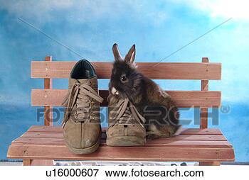 Picture - domestic animal, 
animal, shoe, 
lionhead, rabbit, 
mammal, pet. fotosearch 
- search stock 
photos, pictures, 
images, and photo 
clipart