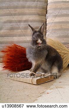 Picture - mammal, animal, 
domestic animal, 
lionhead, rabbit, 
cute, pet. fotosearch 
- search stock 
photos, pictures, 
images, and photo 
clipart