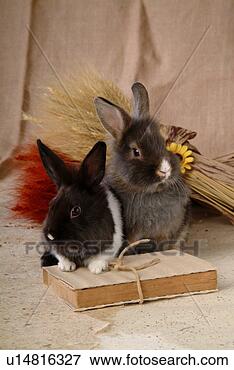 Picture - mammal, animal, 
domestic animal, 
lionhead, rabbit, 
cute, pet. fotosearch 
- search stock 
photos, pictures, 
images, and photo 
clipart