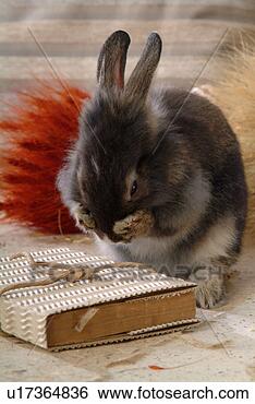 Stock Photo - mammal, animal, 
domestic animal, 
lionhead, rabbit, 
cute, pet. fotosearch 
- search stock 
photos, pictures, 
images, and photo 
clipart