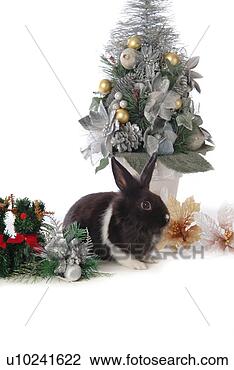 Stock Photo - mammal, animal, 
vertebrate, lionhead, 
rabbit, land animal, 
pet. fotosearch 
- search stock 
photos, pictures, 
images, and photo 
clipart