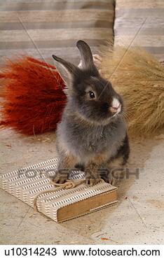 Stock Photo - mammal, animal, 
vertebrate, lionhead, 
rabbit, land animal, 
pet. fotosearch 
- search stock 
photos, pictures, 
images, and photo 
clipart