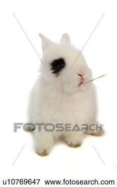 Picture - mammal, animal, 
vertebrate, lionhead, 
rabbit, land animal, 
pet. fotosearch 
- search stock 
photos, pictures, 
images, and photo 
clipart