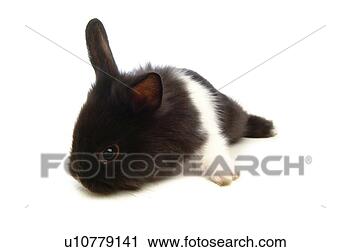 Stock Photography - mammal, animal, 
vertebrate, lionhead, 
rabbit, land animal, 
pet. fotosearch 
- search stock 
photos, pictures, 
images, and photo 
clipart