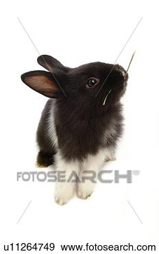 Stock Photograph - mammal, animal, 
vertebrate, lionhead, 
rabbit, land animal, 
pet. fotosearch 
- search stock 
photos, pictures, 
images, and photo 
clipart