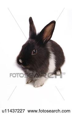 Picture - mammal, animal, 
vertebrate, lionhead, 
rabbit, pet. fotosearch 
- search stock 
photos, pictures, 
images, and photo 
clipart