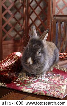 Stock Photo - mammal, animal, 
vertebrate, lionhead, 
rabbit, land animal, 
pet. fotosearch 
- search stock 
photos, pictures, 
images, and photo 
clipart