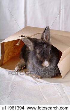 Stock Photo - mammal, animal, 
vertebrate, lionhead, 
rabbit, land animal, 
pet. fotosearch 
- search stock 
photos, pictures, 
images, and photo 
clipart