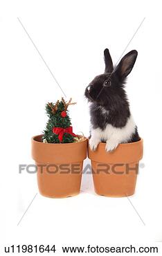 Stock Photo - mammal, animal, 
vertebrate, lionhead, 
rabbit, land animal, 
pet. fotosearch 
- search stock 
photos, pictures, 
images, and photo 
clipart