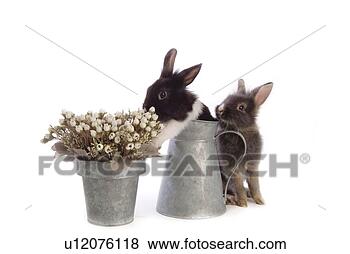 Stock Photo - mammal, animal, 
vertebrate, lionhead, 
rabbit, land animal, 
pet. fotosearch 
- search stock 
photos, pictures, 
images, and photo 
clipart